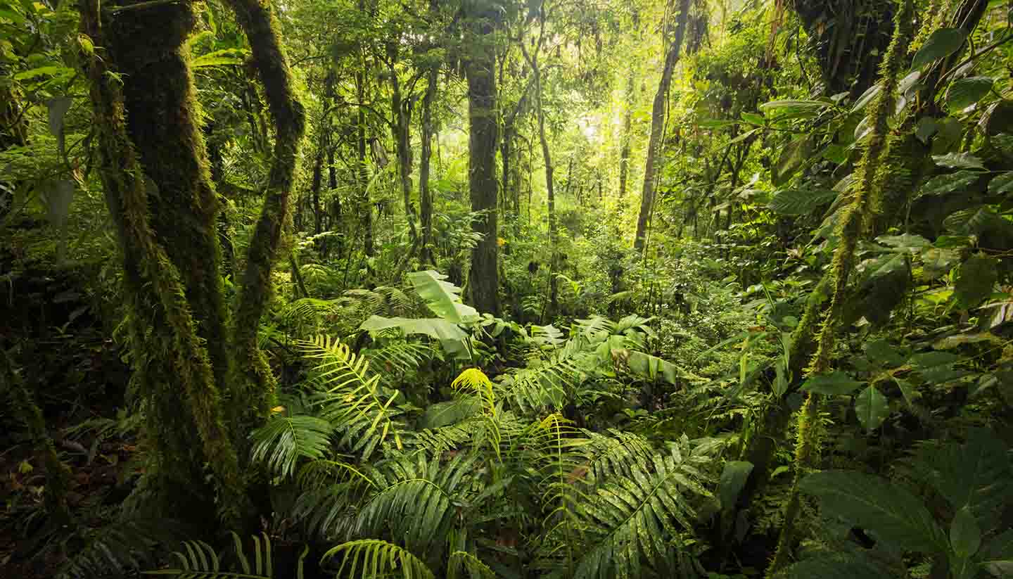 Cloud forest, Costa Rica